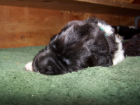 Juno Puppies