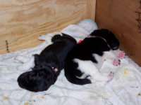Juno Puppies