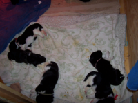 Juno Puppies
