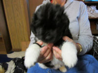 Juno Puppies