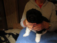Juno Puppies
