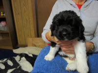 Juno Puppies
