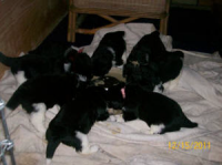 Juno Puppies