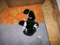 Juno Puppies