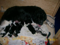 Juno Puppies