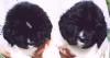 faces/Head%20Annie's%20puppies%205%20weeks.jpg