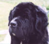 faces/Head%20Annie.jpg