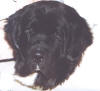 Head%20Ishtar%202.jpg