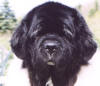 faces/Head%20Rosie.jpg