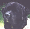 Head%20Rudy%202.jpg
