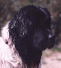 faces/Head%20Sequoia.jpg
