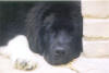 jules_2003.jpg