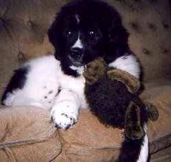 Rollo